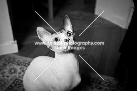 sphynx cat sitting on floor looking up