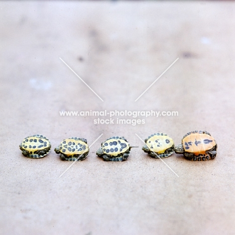 five terrapins of various ages, upside down