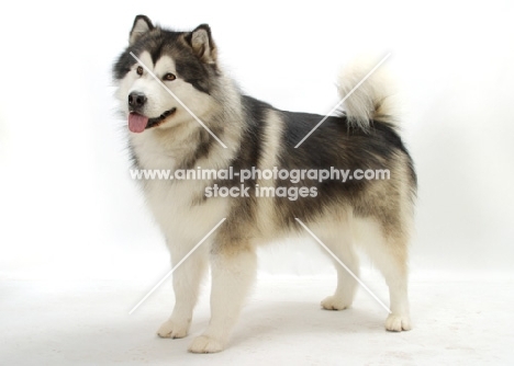 Alaskan Malamute on white background