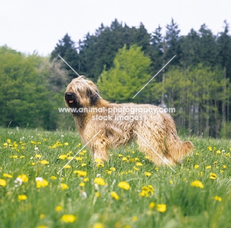 Briard side view