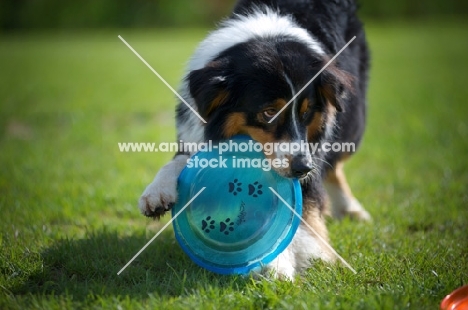 black tri color australian shepherd playing with a frisbee