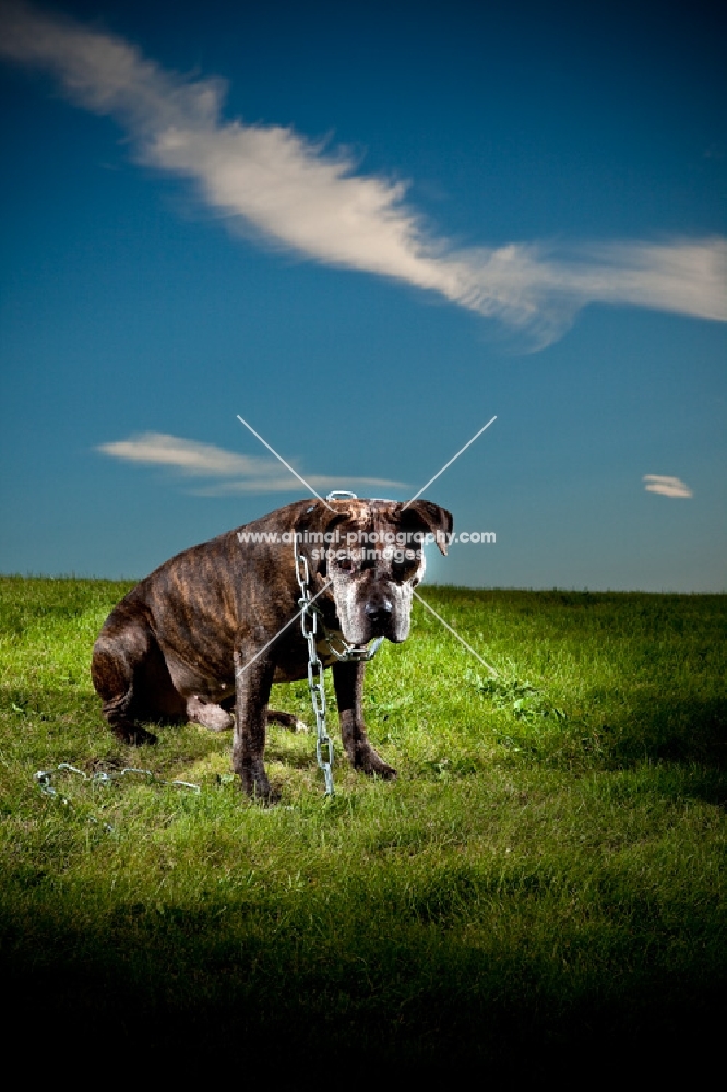 Dog looking into camera, some sad look