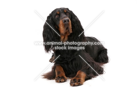 Australian Champion Gordon Setter lying down