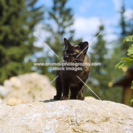 brown burmese cat, ch silkeborg’s clarissa, meowing