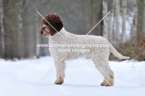 lagotto romagnolo in snow