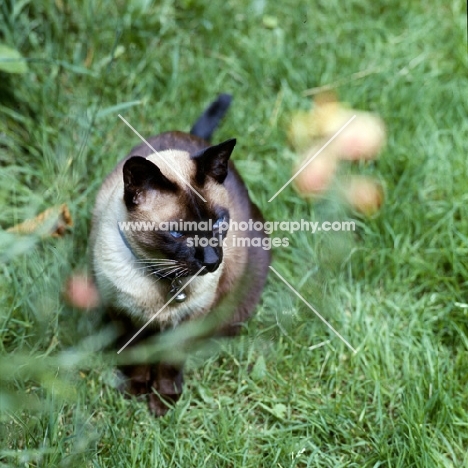 old style siamese cat, seal point 