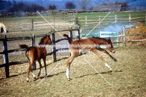 two arab foals, one bucking