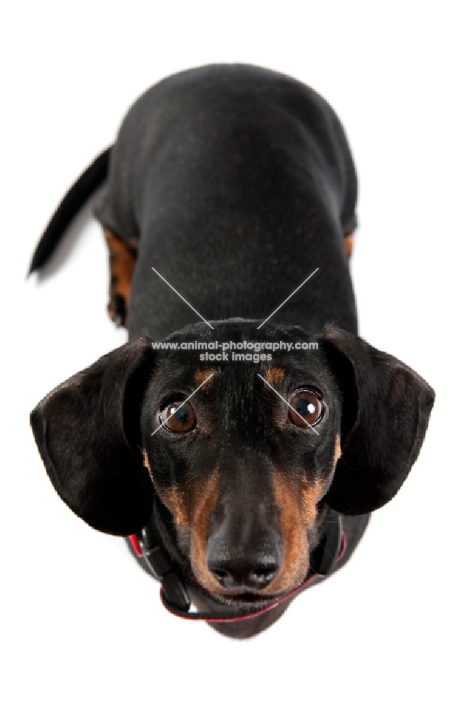 Dachshund shot from above in the studio
