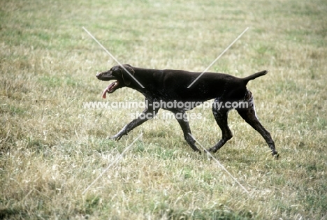 sh ch hillanhi laith (abbe) german shorthaired pointer trotting across grass