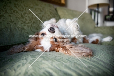 cavalier king charles spaniel upside down on couch
