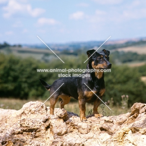 merry meg of the embarges,   lancashire heeler standing on a fallen tree