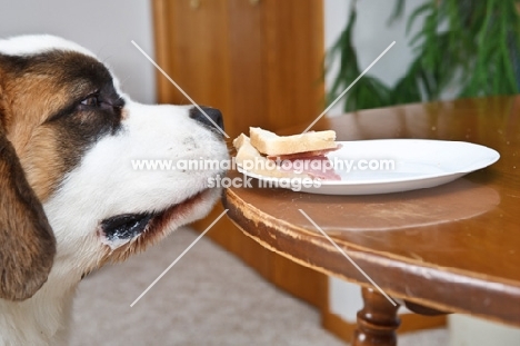 Saint Bernard smelling a sandwich