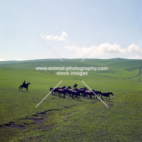 Kabardine stallion leads a taboon of mares and foals with cossacks riding in Caucasus mountains