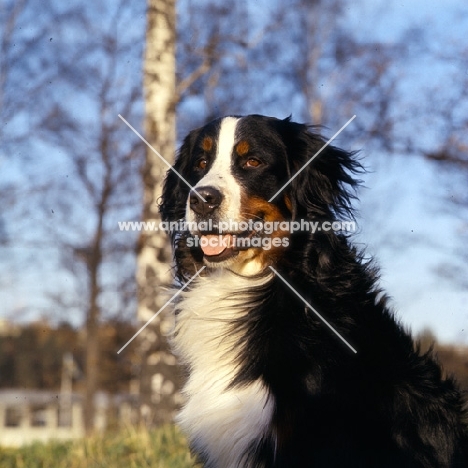 orberga achilles,  bernese mountain dog in sweden