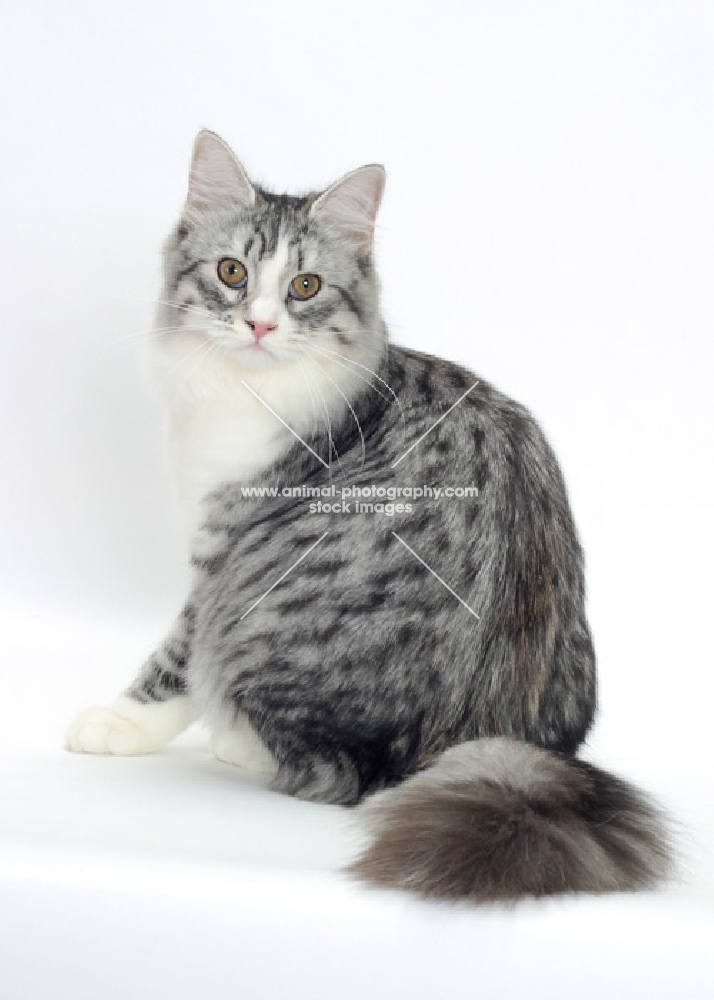 Silver Mackerel Tabby & White Siberian