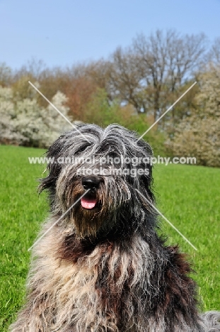 young blue merle Bergamasco, portrait