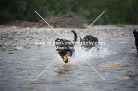 Two Beaucerons chasing each other in a river