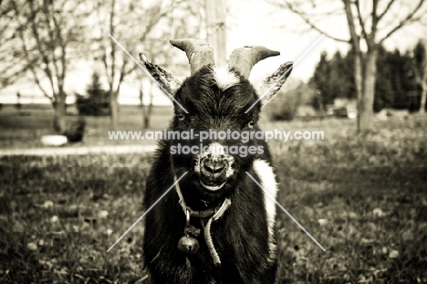 goat portrait