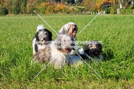four Polish Lowland Sheepdog in a field