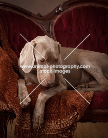 Weimaraner on sofa, looking down