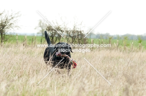 Pet Labrador retrieving a rope toy in long grass