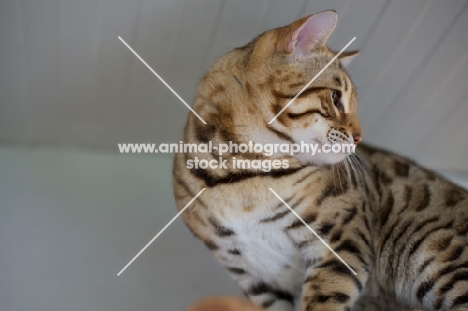 profile head shot of a Bengal male cat