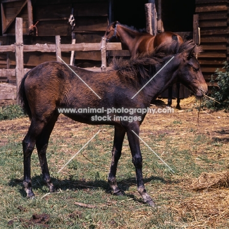 hopstone banafsheh, caspian pony foal at hopstone stud, eating