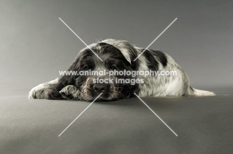 english cocker spaniel puppy lying down on a grey background