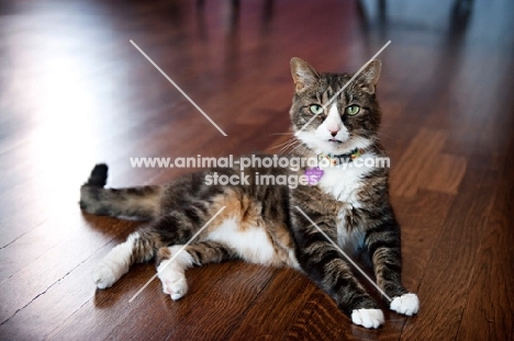 brown tabby cat lying on hardwood floor