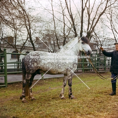 Estonian Klepper stallion