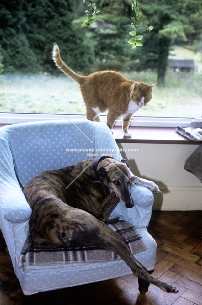 greyhound, rescued racer, squashes into an armchair belonging to an annoyed cat