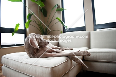 Weimaraner lying on sofa indoors.