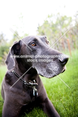 Black Great Dane lying in green yard.