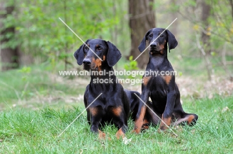 black and tan doberman with puppy