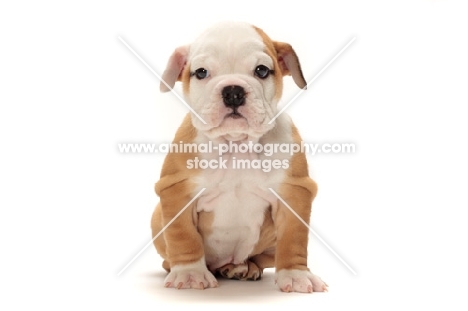 red and white Bulldog puppy, sitting on white background
