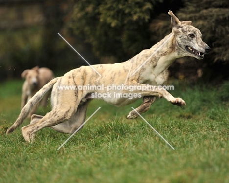 Lurcher dogs running in grass