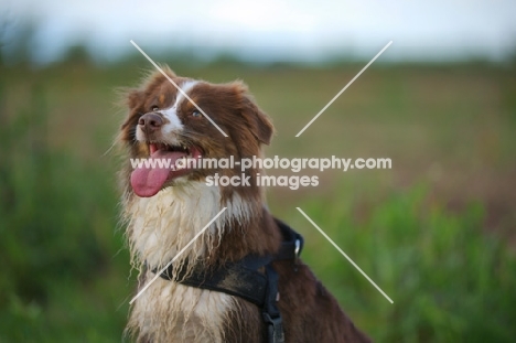 happy red bicolor australian shepherd smiling, dirty, wearing a harness