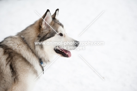 Alaskan Malamute standing on snow.