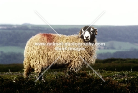 scottish blackface ewe on yorkshire moors