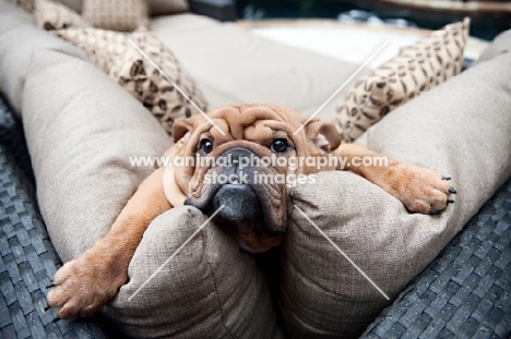 bulldog on cushions with front legs splayed