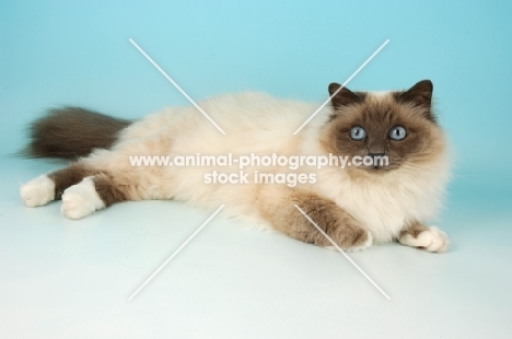 blue point Birman cat in studio