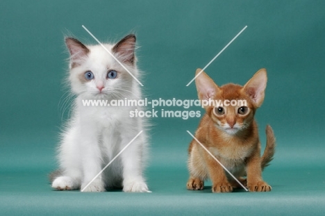 Ragdoll kitten next to Sorrel (Red) Abyssinian kitten