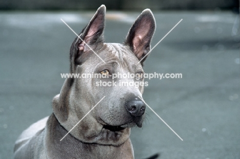 rioux von tor zum rheingau, thailand ridgeback, head study on grey