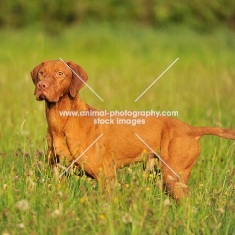 Hungarian vizsla in summer meadow