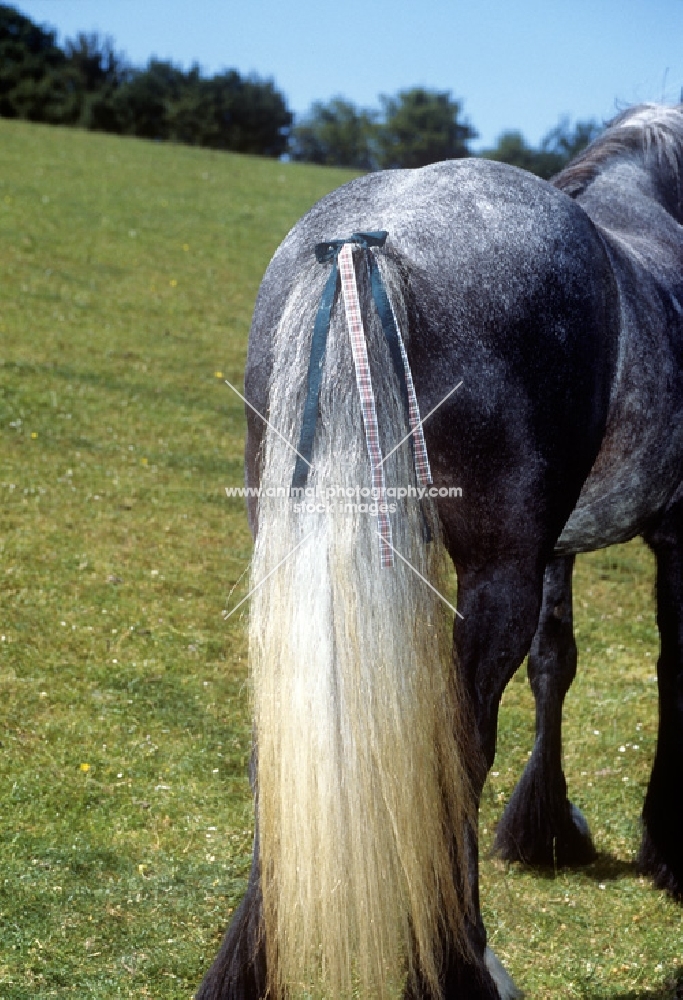 tail decoration