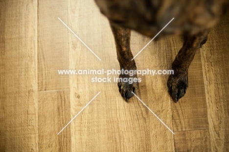 dog legs, standing on wooden floor