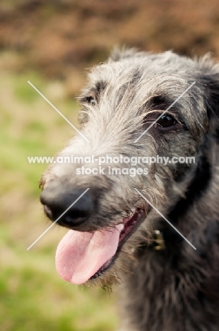 Deerhound portrait