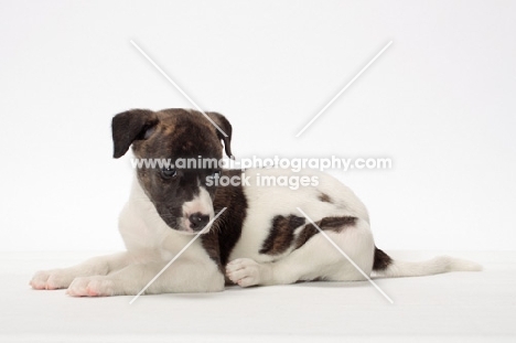 white and brindle Whippet puppy, lying down on white background
