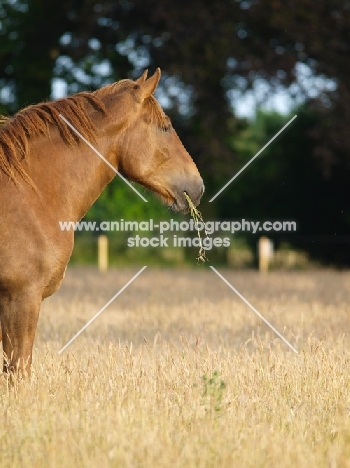 Suffolk Punch in grassy field