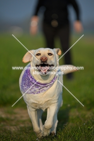 happy yellow labrador wearing a bandana and running, owner in the background